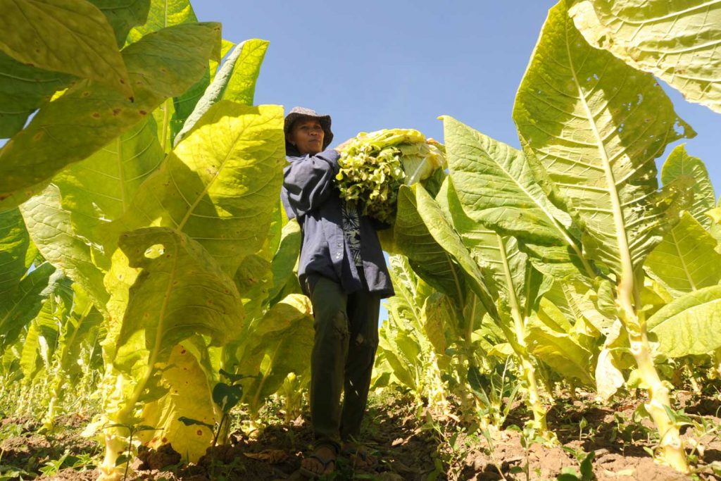 Philippine President Appoints New Head of National Tobacco Agency